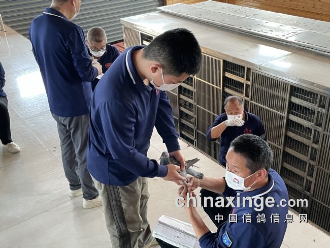 大明宫赛鸽公棚春棚参赛规程